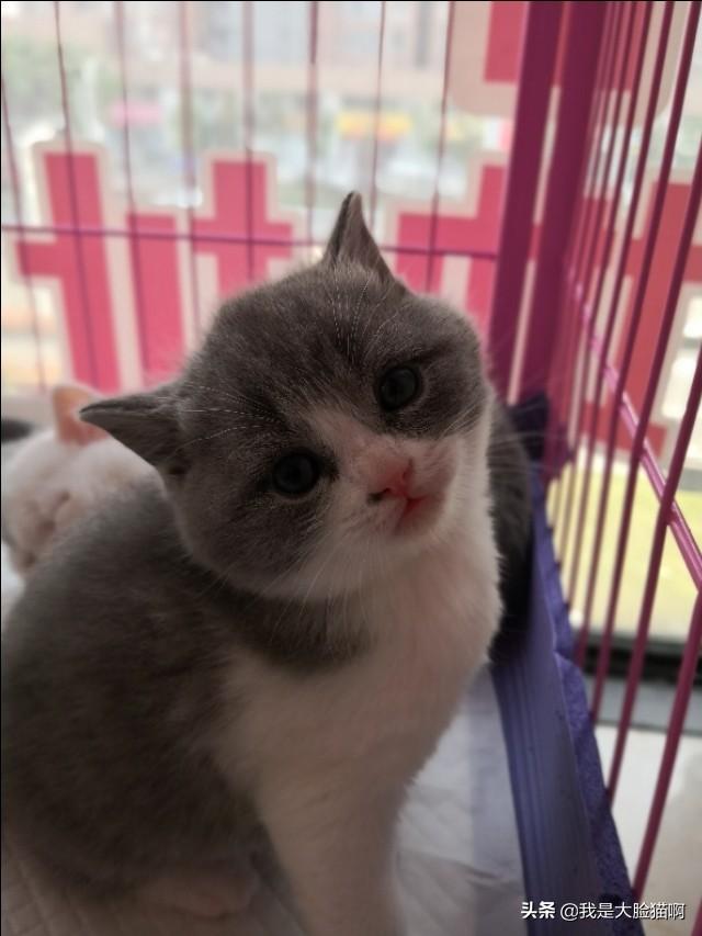 新手养猫注意事项两个月:新手养猫应该准备和注意什么？另外猫咪除了猫粮还可以吃什么？