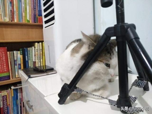 怎么确定猫认主人了?:怎么判断猫咪是否信任你？