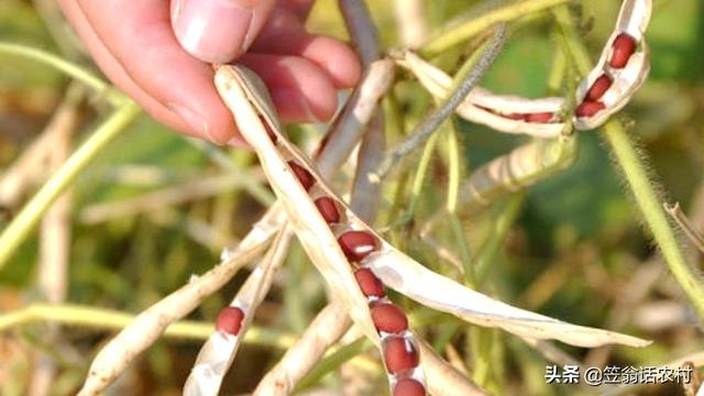玉米地蚜虫怎么防治:种植小豆虫害较多如何防治？怎么科学种植增产？