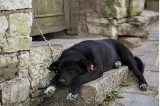 中华田园犬图片:中华田园犬到底有多忠诚？