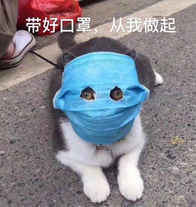 猫怕黄瓜吓飞了的视频:哪些东西会让猫咪感觉害怕？