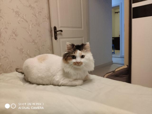 素力高海藻粉对猫咪的作用:猫咪有什么表现证明它的生活过得很滋润？