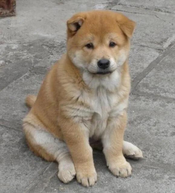 猫猫狗狗csgo:教训猫猫狗狗的正确方法是什么？