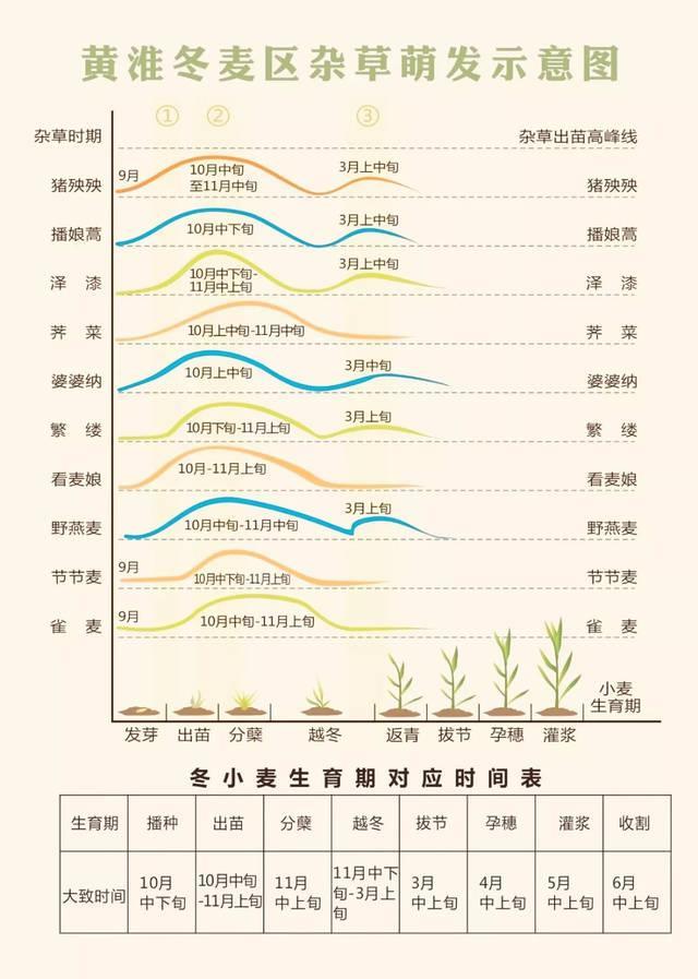 氟唑磺隆治多花黑麦草吗:小麦除草剂年后什么时候打好？什么药比较安全效果好？