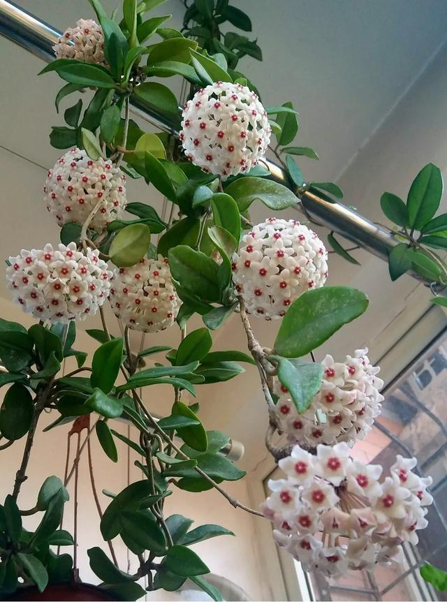 球兰哪个品种开花最香？