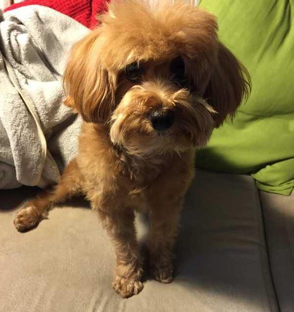 葡萄牙水犬叫什么名字:泰迪犬好养吗？有什么比较常见的缺点呢？