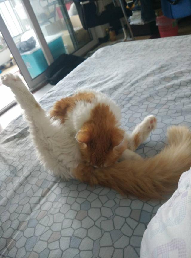素力高海藻粉对猫咪的作用:猫咪有什么表现证明它的生活过得很滋润？