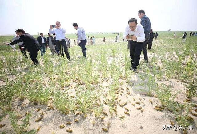 巴基斯坦沙猫被发现的时间:巴基斯坦蝗灾怎么样了？最近怎么感觉没人提及？