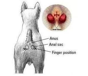 挤肛门腺了:一直不给巴哥犬挤肛门腺会怎么样？