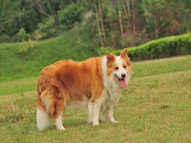 德国大丹犬:世界上最可怕的四种狼犬是哪四种有何依据
