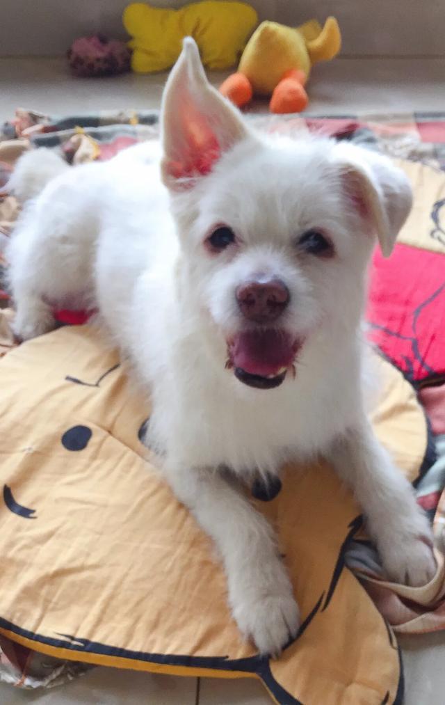 拉布拉多幼犬怎么补钙:狗狗补钙需要专门吃钙片吗？