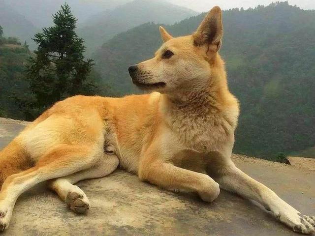 突然想养狗了,养什么狗好？可以看家温顺的狗？