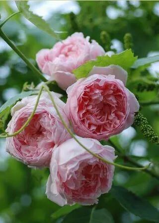 最香的几款月季品种是什么？插图142