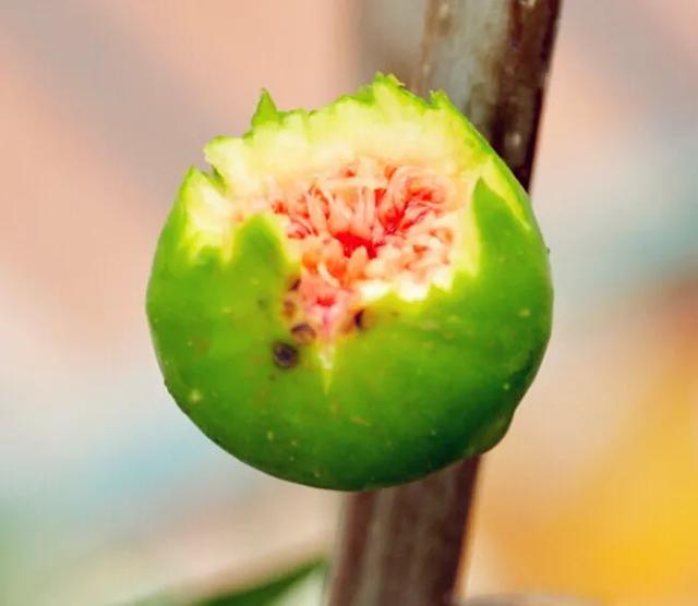 以无花果为主食的无花果鹦鹉:无花果成熟怎么防鸟?丨？