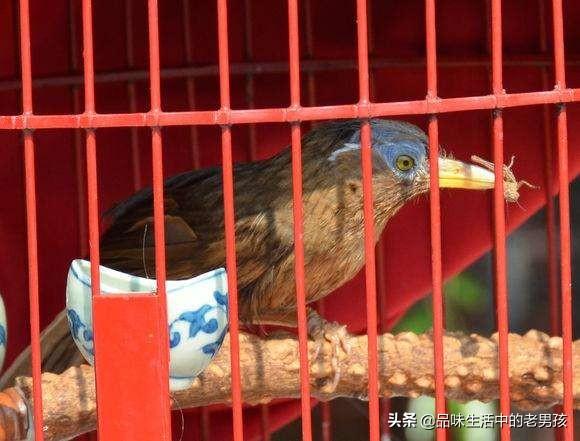 贵州凯里最好的画眉鸟图片:俗话说“一胆二力三功夫”，画眉鸟好不好？