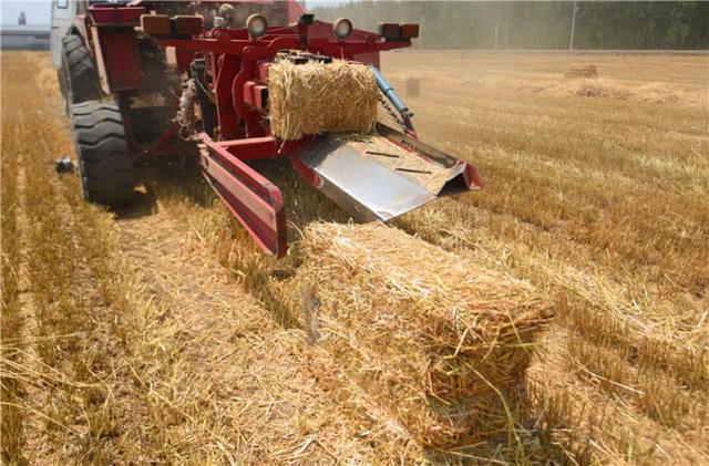 山东大量收购小麦秸秆图片