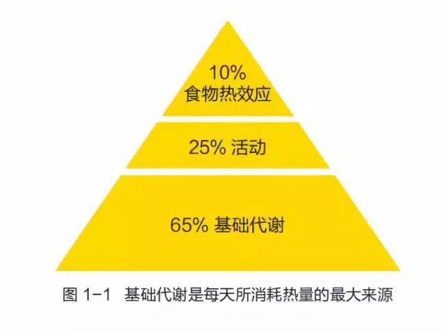 人的基础代谢多少千卡,成年男性基础代谢多少大卡？