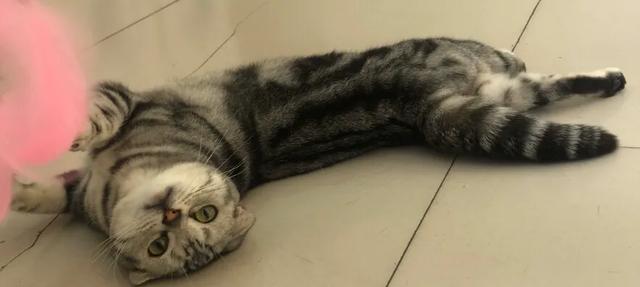 帕拉斯猫视频:有哪位网友能分享一下交易猫的经历吗？