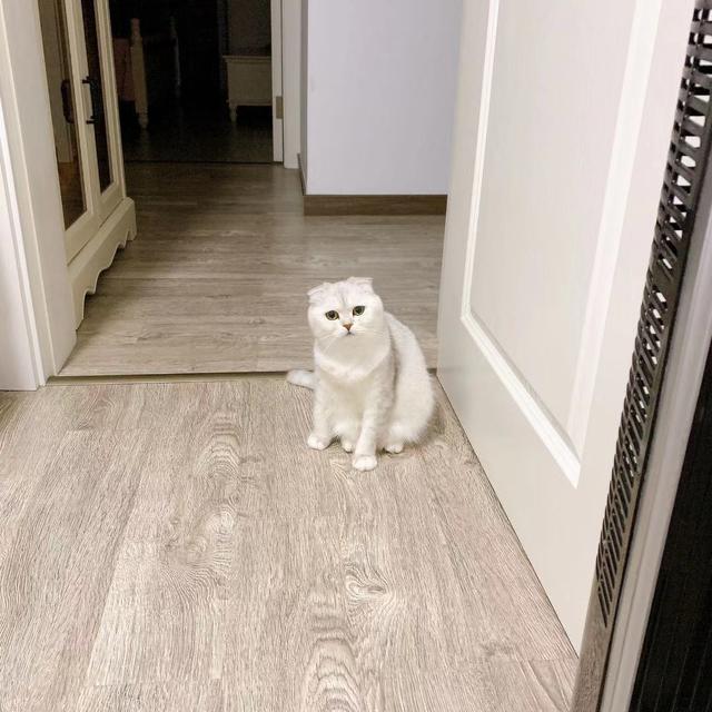折耳猫图片:你们有没有养折耳猫的？养了几年了，现在健康状况怎么样？ 折耳猫图片及价格