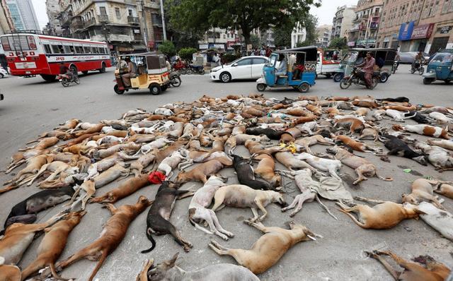 重庆 狗:四川的川东猎犬为什么又叫重庆犬？