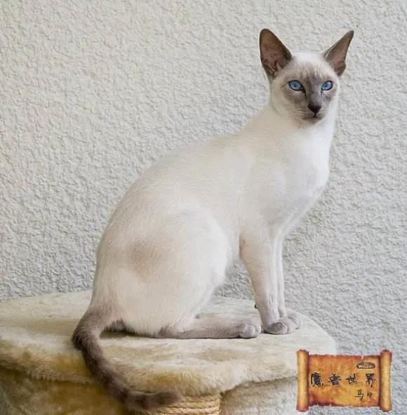 暹罗猫吧:看不懂暹罗猫的行为，求指教？