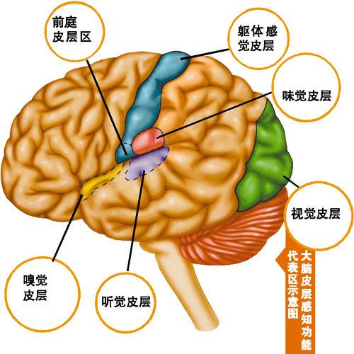 头条问答 - 嗅觉神经受损能打喷嚏吗?(1个回答)