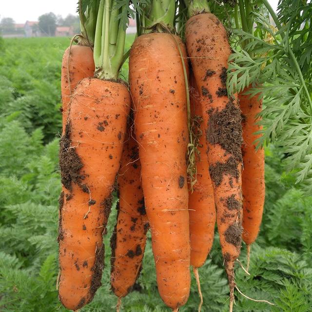 头条问答 - 胡萝卜怎么种植才能出苗均匀?(11个回答)