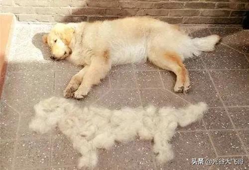 泉州市金毛犬吧:家里养金毛犬，味道大吗，爱叫吗？ 泉州哪里有出售金毛犬