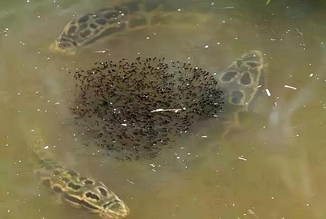 黑鱼在民间被称为"孝鱼",与它的习性有关,一般母鱼在产卵以后,身体各