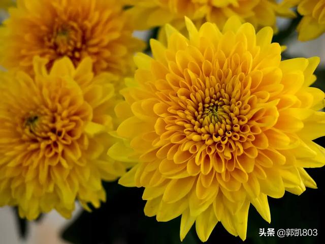 用微单拍花草，怎么可以拍出彩