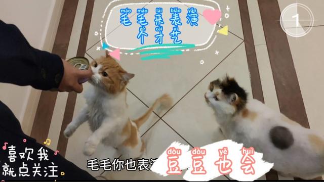 戴更基说不溜猫:养猫，容易掉毛，有什么更好的办法，清理猫毛吗？