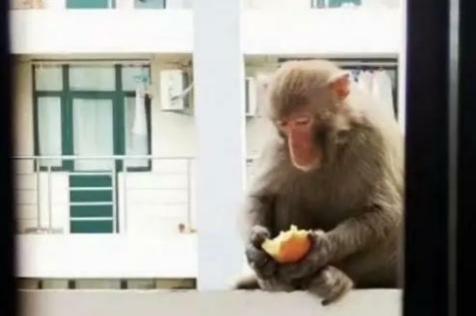 孙悟空被放出来的图片，惊讶！高校宿舍惊现猴子，校方称你们打不过它的，你怎么看？