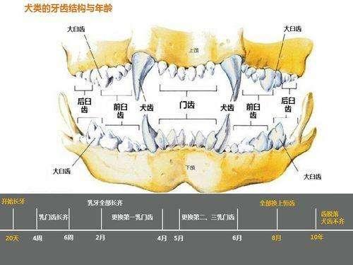 捡到流浪贵宾犬好养吗:捡到一只小狗，不知道是流浪狗还是走丢的，能打针么？