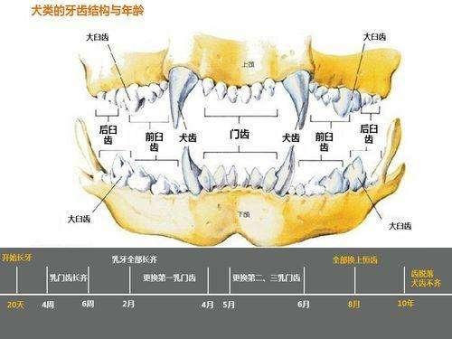 捡到一只流浪狗:捡到狗是还给狗主人还是交给警察？