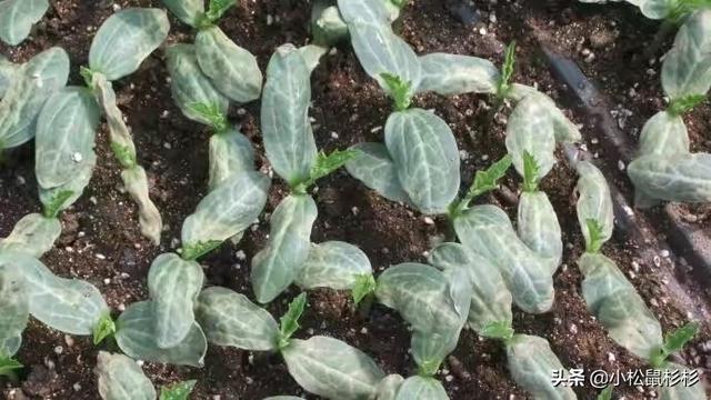 瓜叶菊的种子如何播:丝瓜种子播种前做哪些准备能提高发芽率？