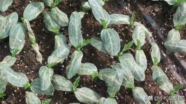 林靖恩播种成功:丝瓜种子播种前做哪些准备能提高发芽率