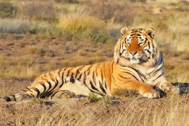 非洲放养的两只老虎现状(非洲老虎最新近况)_经验妙招5_经验妙招_小高