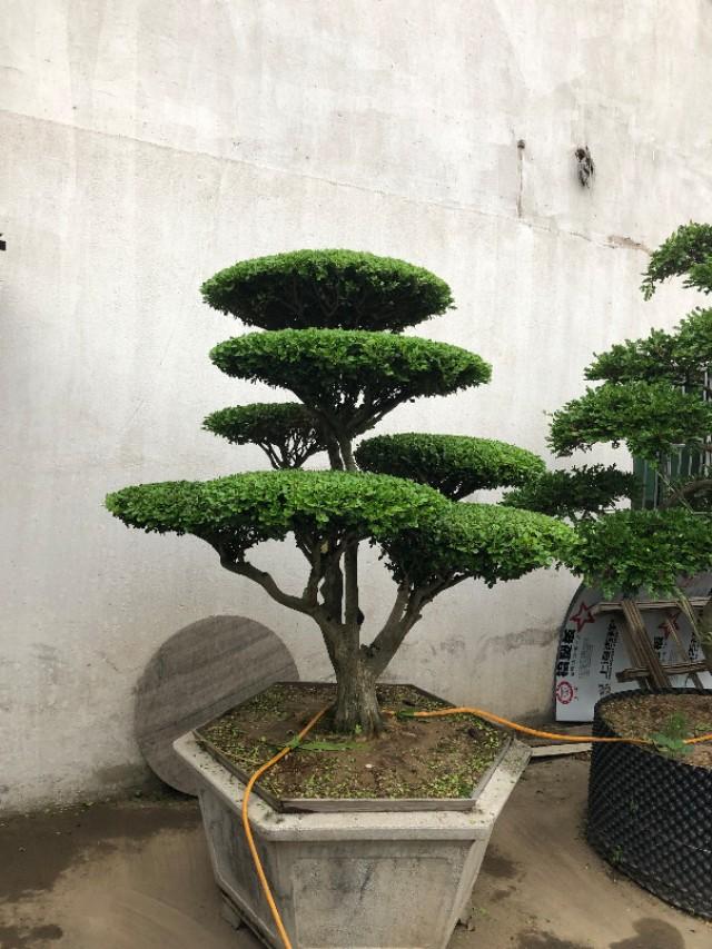 大型黄杨树怎么造型?