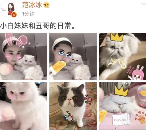 萌猫红小胖万多福开心果幕后花絮:范冰冰恢复晒猫，李晨也曾晒这只猫，你怎么看？