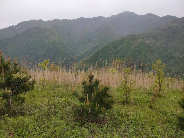 新藤惠美:地里长了许多葛根藤，怎么清除？