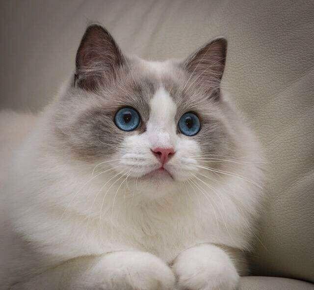 布偶猫吧 很瘦:十个月布偶公猫多重正常啊？ 布偶猫很瘦不长肉怎么办