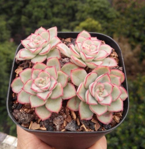 番杏科肉锥花属多肉植物:多肉多少温度停止施水肥比较好？