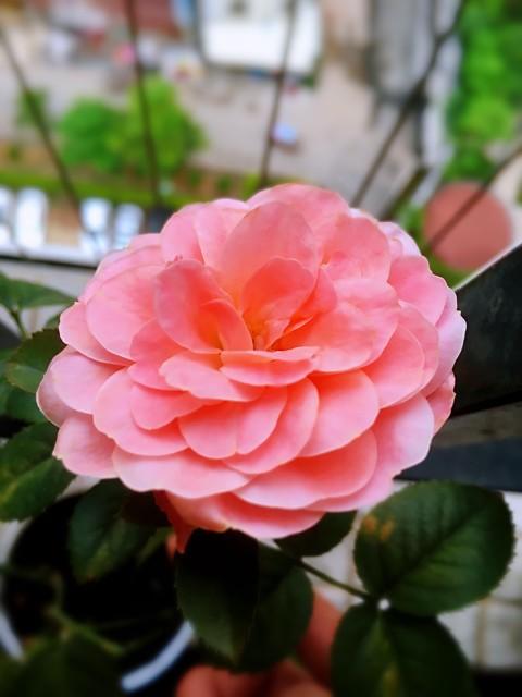 月季花品种介绍:月季花的品种都有哪些 盆栽月季花用什么品种好？