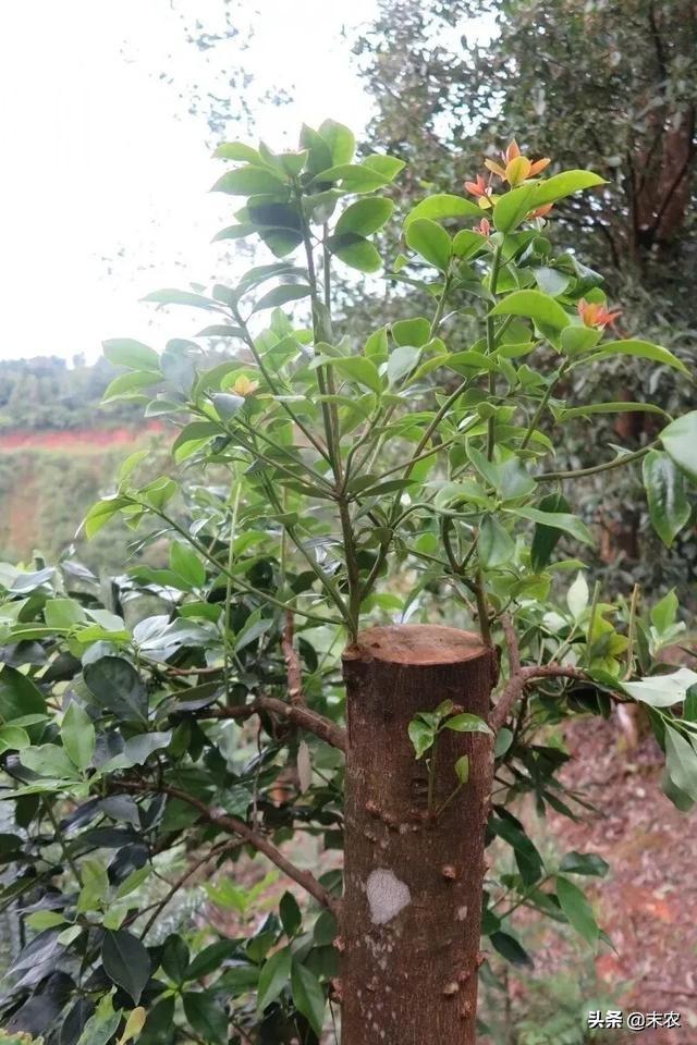 头条问答 - 八角嫁接是怎么管理的?(10个回答)