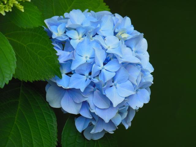 八仙花图片:银边八仙花图片 绣球到了花期还不开花该怎么做？
