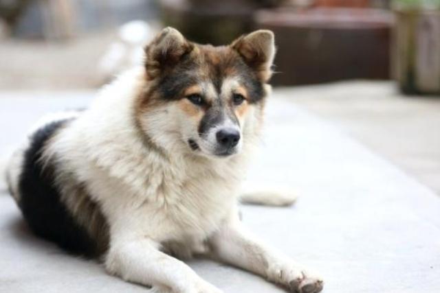 中华田园犬图片:中华田园犬到底有多忠诚？