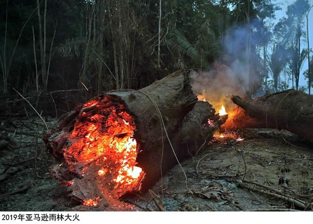 亚马逊莫拉氏鳄的基本信息:为什么没人救火亚马逊热带雨林？