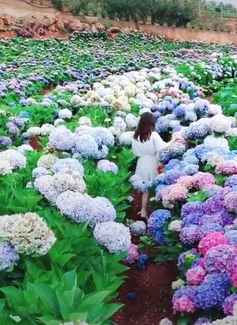 粉紫色绣球花的花语是什么:绣球花能调色吗，盆栽养护时，该注意些什么？