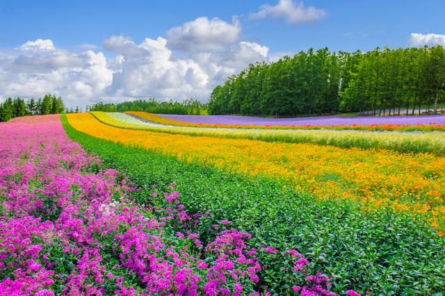 头条问答 日本北海道好玩吗 霓虹果子的回答 0赞