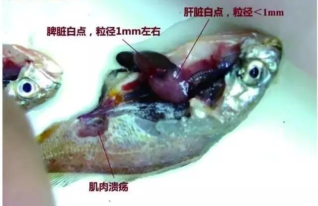 成吉思汗鱼白点病症状:观赏鱼患上了白点病，治疗期间鱼食照喂不误可以吗？